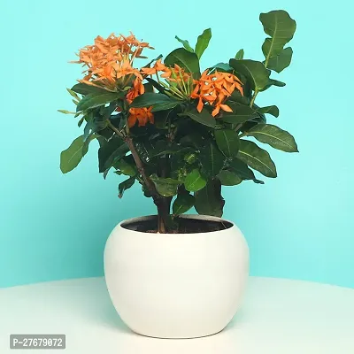 Zomoloco Trothic Ixora Chethi Red Plant Live Flowe