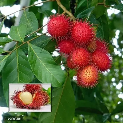 Zomoloco Rare Red Rambutan Hybrid Exotic Fruit See