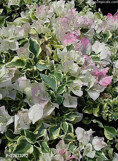 Zomoloco As Bougainvillea 36 Bougainvillea Plant-thumb0