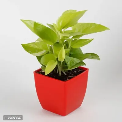 Zomoloco Money Plant Cf0092 Money Plant-thumb0