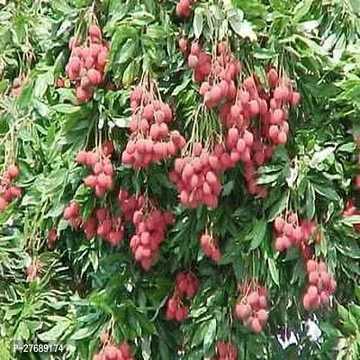 Zomoloco Litchi Plant Live Plant Cf30100 Litchi-thumb0