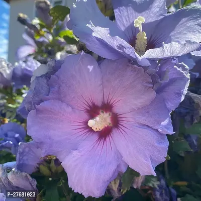 Zomoloco Hibiscus Blue Live Flower Plant Disha22-thumb0