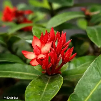 Zomoloco Trothic Ixora Chethi Red Plant Live Flowe-thumb0