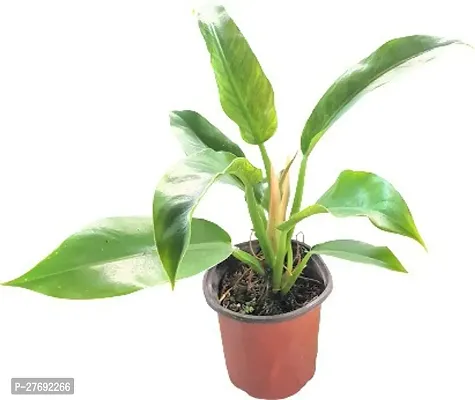 Zomoloco Philodendron Indoor Hybrid Live Plant For-thumb0