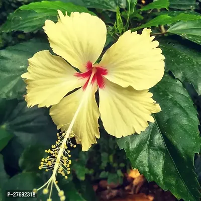 Zomoloco Hibiscus Yellow Live Flower Plant Cf3300