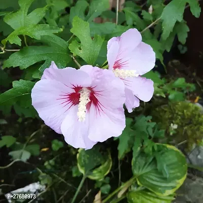 Zomoloco Hibiscus White Live Flower Plant Disha2