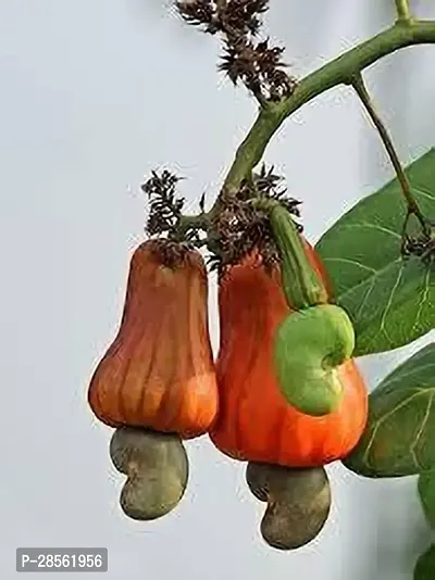 Zomoloco Cashew Plant KAJU PLANT FDS7-thumb0