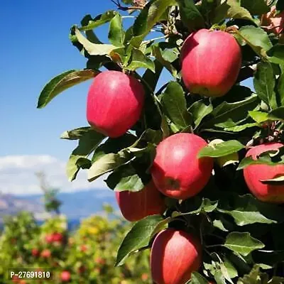 Zomoloco Kashmiri Apple Grafted Plants Live Plant