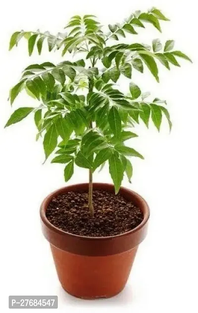 Zomoloco Plt247 Neem Plant-thumb0