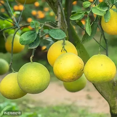 Zomoloco Pomelo Big Size Sweet Citrus Lemon Plant