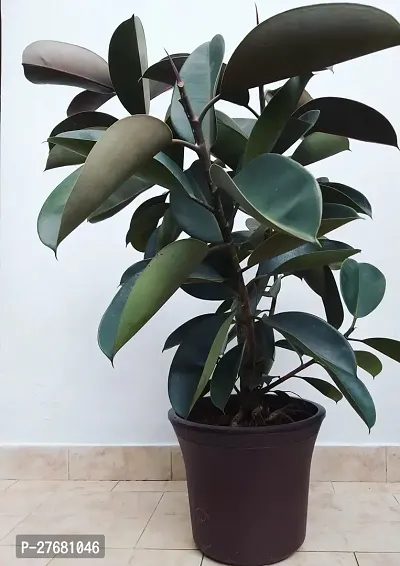 Zomoloco Live Rubber Plant For Indoor Home Decorat