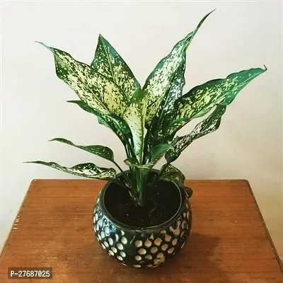 Zomoloco Snow White Aglaonema Chinese Evergree