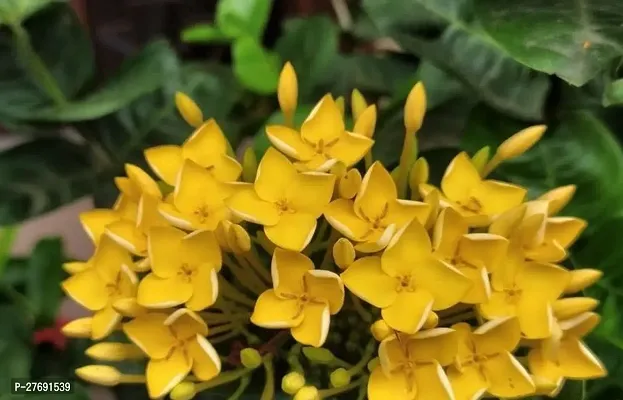 Zomoloco Trothic Ixora Chethi Yellow Plant Live Fl-thumb0