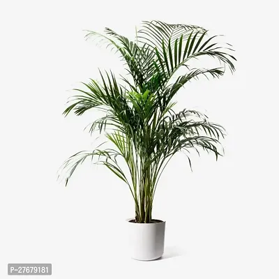 Zomoloco Areca Plam Yt20 Areca Palm-thumb0