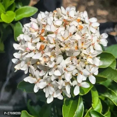 Zomoloco Trothic Ixora Chethi White Plant Live Flo-thumb0