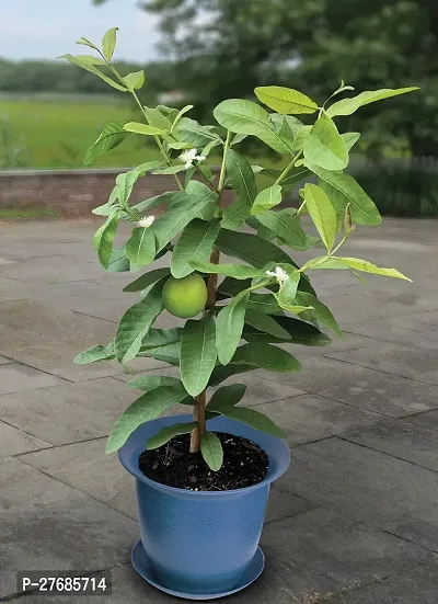 Zomoloco Mexican Cream Guava Plant Cfo257 Guava-thumb0