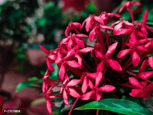 Zomoloco Trothic Ixora Chethi Red Plant Live Flowe-thumb0