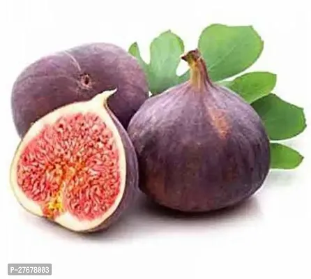 Zomoloco Misorio Dumur Variety Fig Anjeer Fruit A