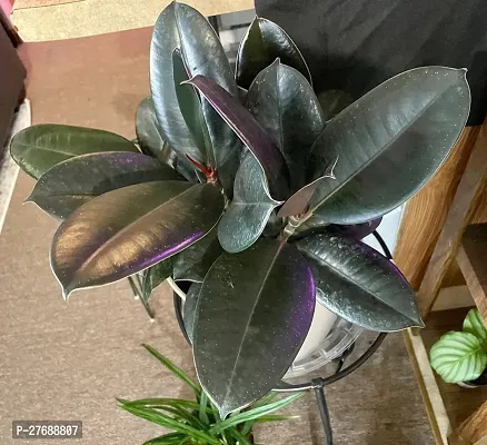 Zomoloco Live Rubber Plant For Indoor Home Decorat