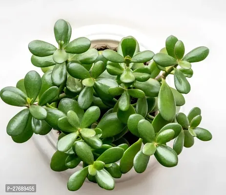 Zomoloco Jade Live Plant Good Luck Plant Cf188 J-thumb0