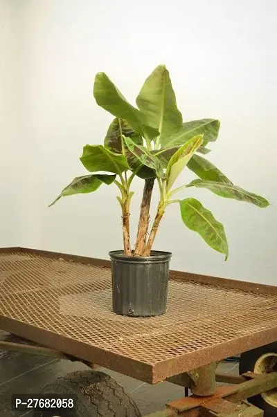 Zomoloco Bbf11 Banana Plant-thumb0