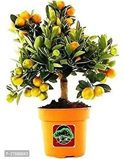 Zomoloco Live Dwarf Darjeeling Orange Plant For Ga-thumb0