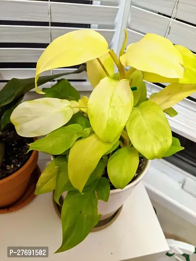 Zomoloco Philodendron Indoor Hybrid Live Plant For