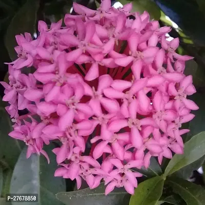 Zomoloco Trothic Ixora Chethi Red Plant Live Flowe-thumb0