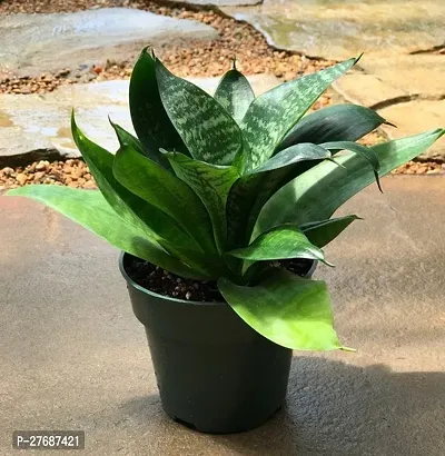 Zomoloco Snake Plant For Home Decorations Best For-thumb0