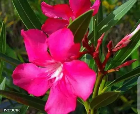 Zomoloco Kaner Nerium Oleander Yellow Double-thumb0