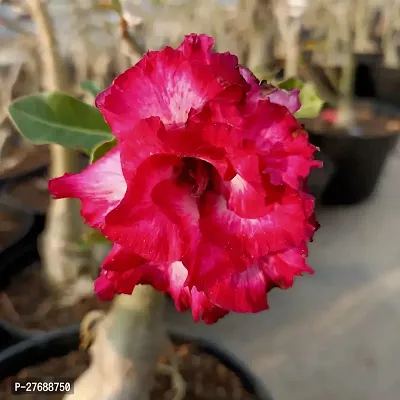 Zomoloco Air Layered Adenium Plant Live Plant Cf3-thumb0