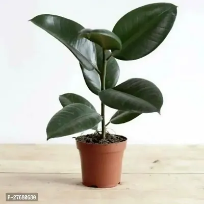 Zomoloco Live Rubber Plant For Indoor Home Decorat-thumb0