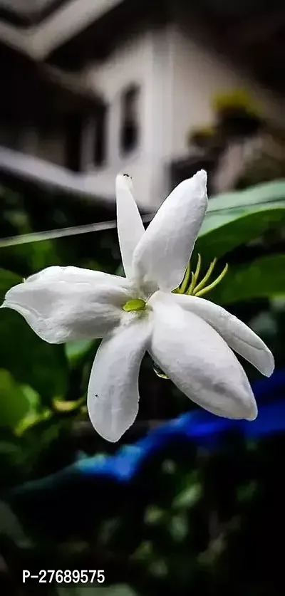 Zomoloco Arabian Jasmine Double Petal Live Flower-thumb0