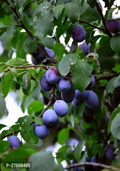 Zomoloco Exotic Live Grafted Plum Aalu Bukharaal