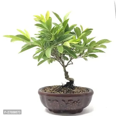 Zomoloco M01 Guava Plant-thumb0