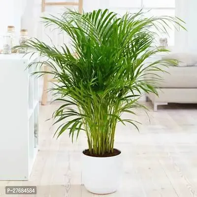 Zomoloco Areca Palm Plantcfa28 Areca Palm-thumb0