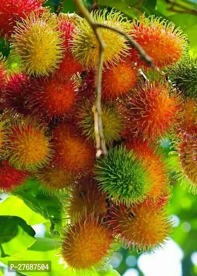 Zomoloco Rare Yellow Rambutan Hybrid Exotic Fruit