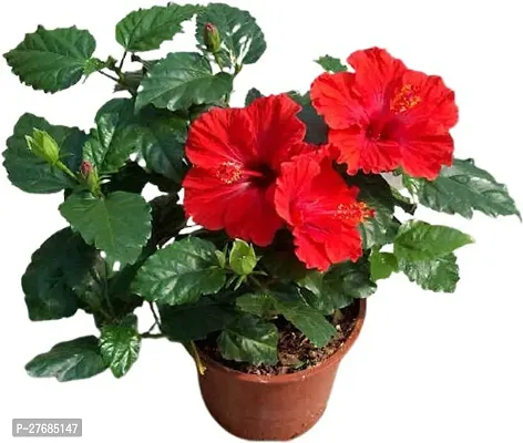 Zomoloco Pink Hibiscus Plant Cfa195 Hibiscus Pl-thumb0