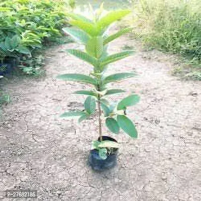 Zomoloco S11 Guava Plant-thumb0