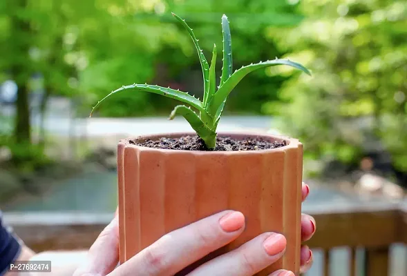 Zomoloco Aloe Vera Plant Cf00039 Aloe Vera Plant