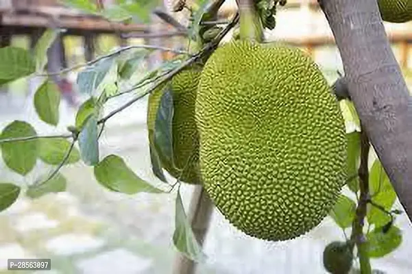 Zomoloco Jackfruit Plant HGV