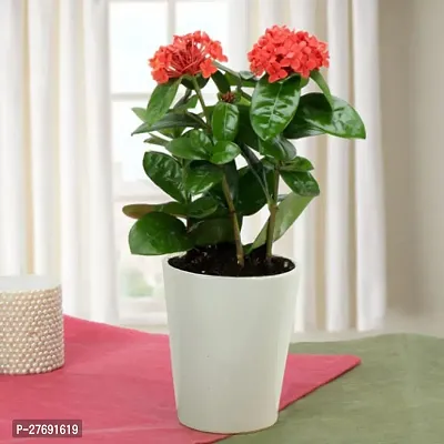 Zomoloco Trothic Ixora Chethi Red Plant Live Flowe