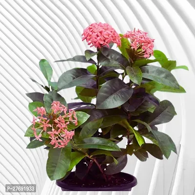 Zomoloco Trothic Ixora Chethi White Plant Live Flo-thumb0