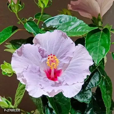 Zomoloco Hibiscus White Live Flower Plant Disha2