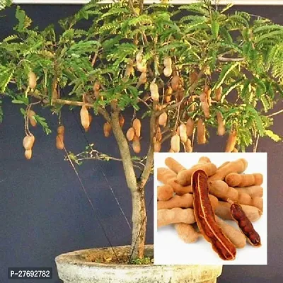 Zomoloco Hybrid Sweet Tamarind Plant Live Plant C-thumb0