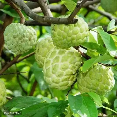 Zomoloco Njkh Custard Apple Plant-thumb0