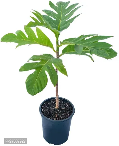 Zomoloco Live Breadfruit Plant Rare Dwarf Exotic A-thumb0