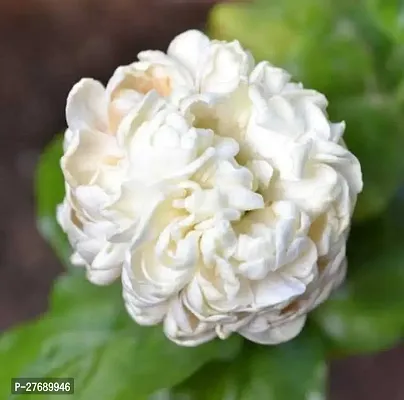 Zomoloco Arabian Jasmine Double Petal Live Flower-thumb0