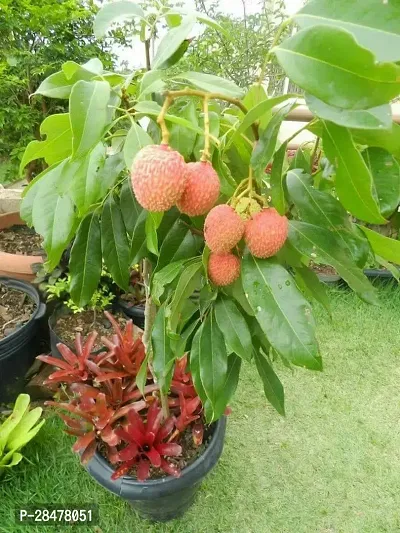 Zomoloco Litchi Plant