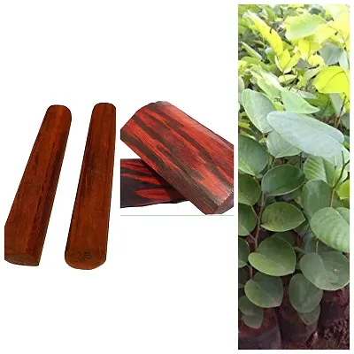 Top Red Sandalwood Plant Dealers in Vijayawada - Justdial